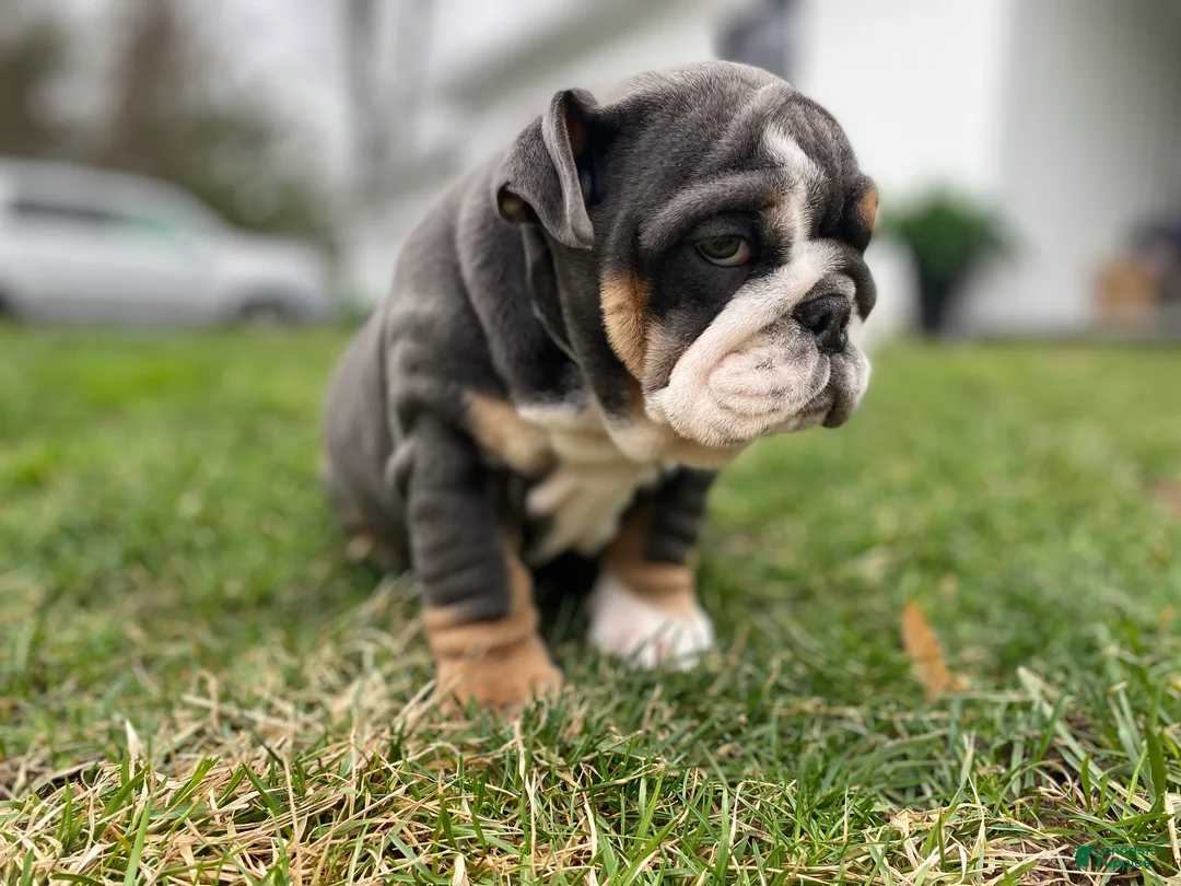 English Bulldog dogs for sale: Hugs - Ad 1