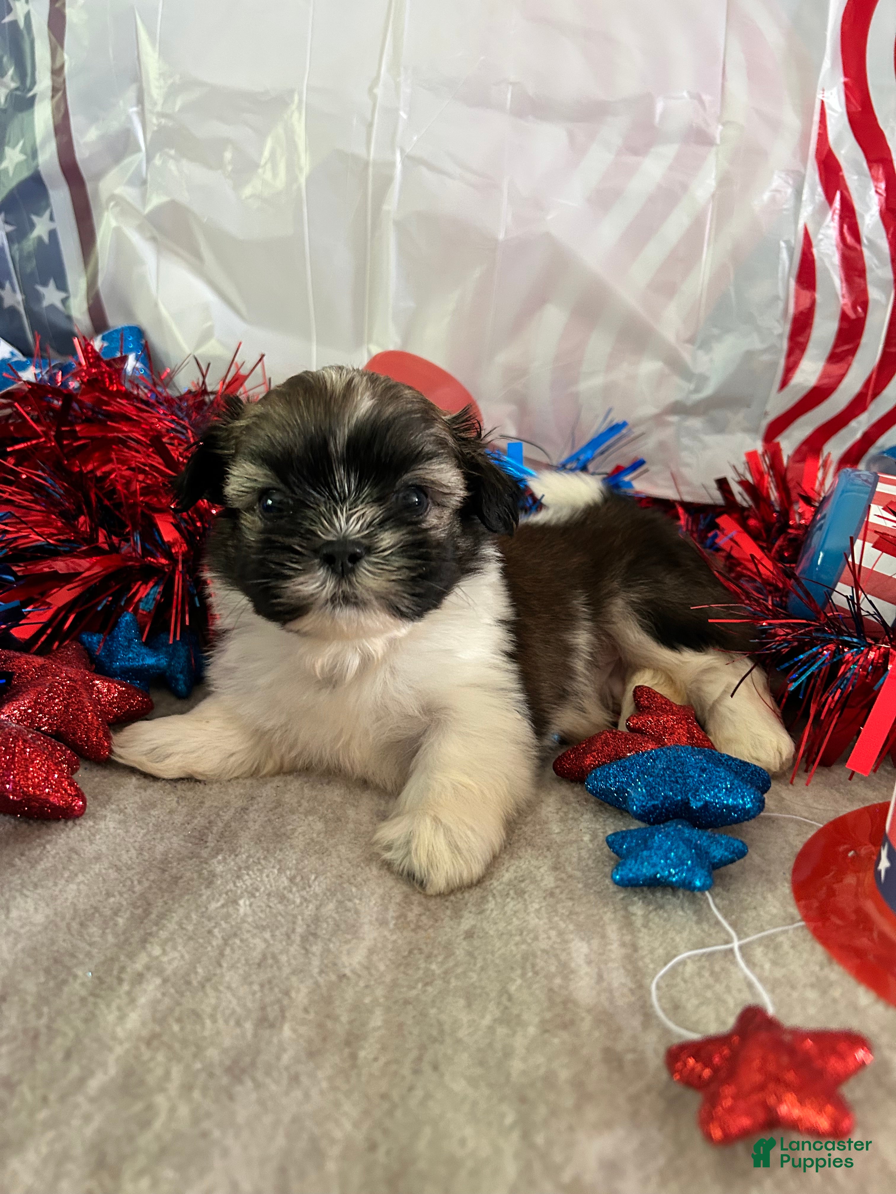 Shih Tzu dogs Nico - Ad 1