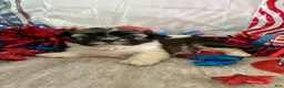 Shih Tzu dogs for sale: Nico - Ad 1