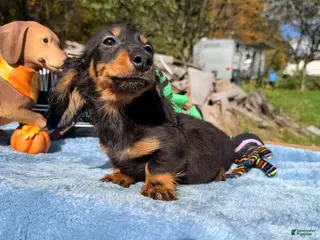 Miniature Dachshund dogs Russian AKC dachshund - Ad 11