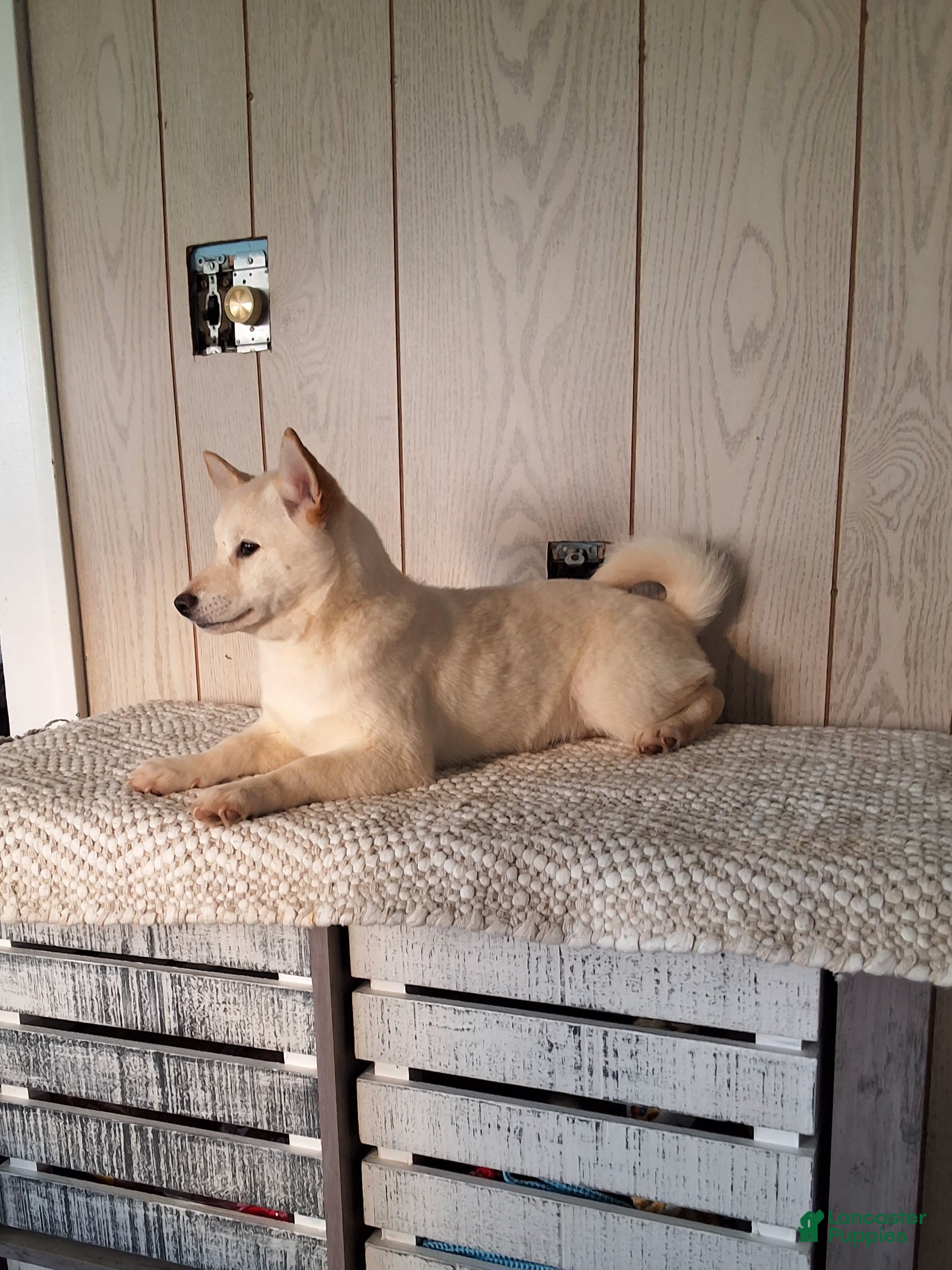 Shiba Inu dogs Tasha  - Ad 2