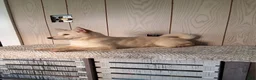 Shiba Inu dogs for sale: Tasha  - Ad 2