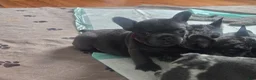 French Bulldog dogs for sale: French Bulldog 3 - Ad 5