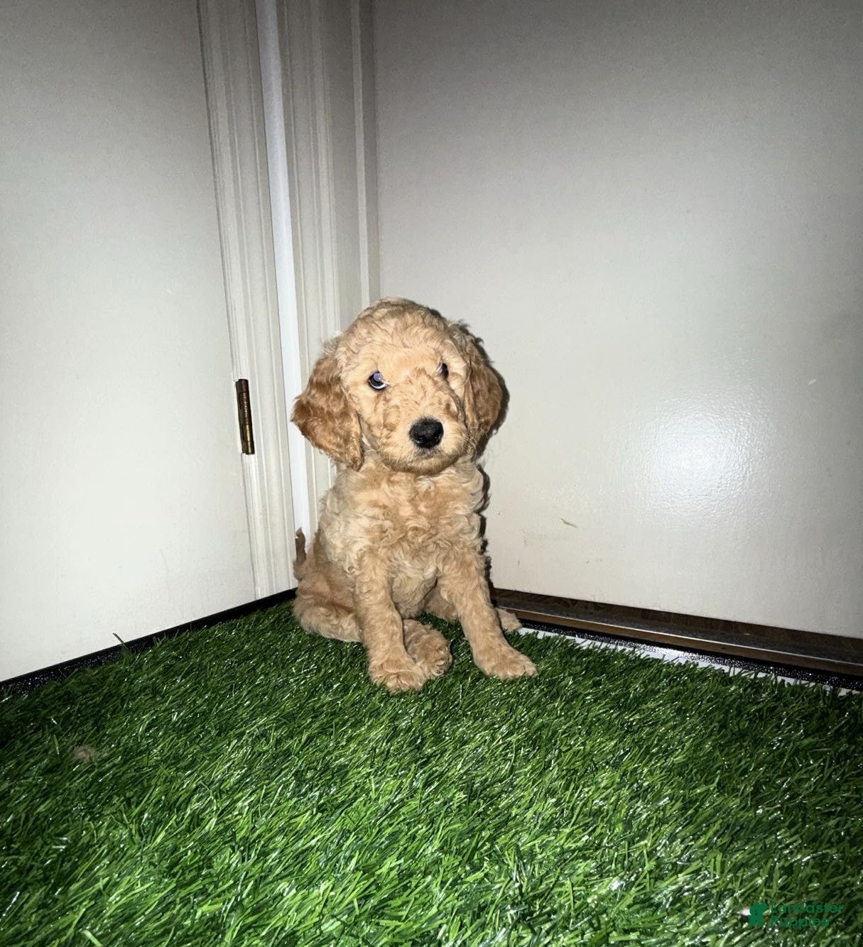 Goldendoodle dogs Luna - Ad 41