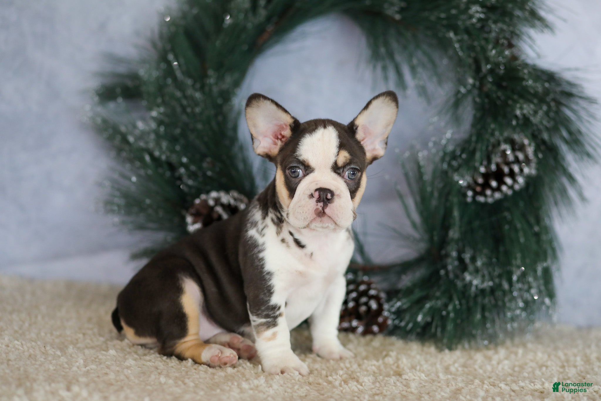 French Bulldog dogs Luna - Ad 8