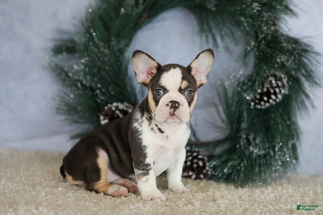 French Bulldog dogs for sale: Luna - Ad 1