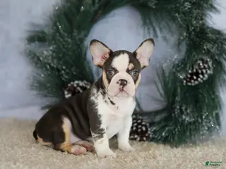 French Bulldog dogs Luna - Ad 8