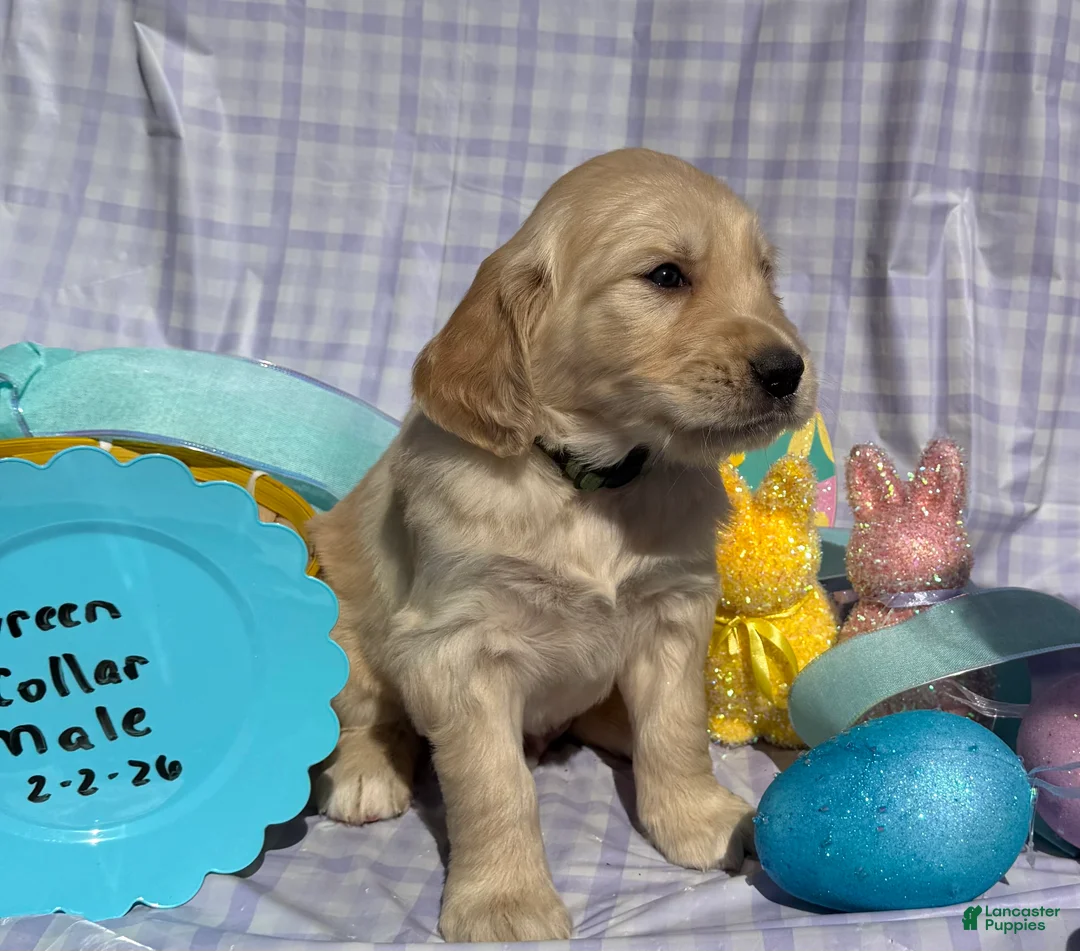 Golden Retriever dogs for sale: Green Collar - Ad 6