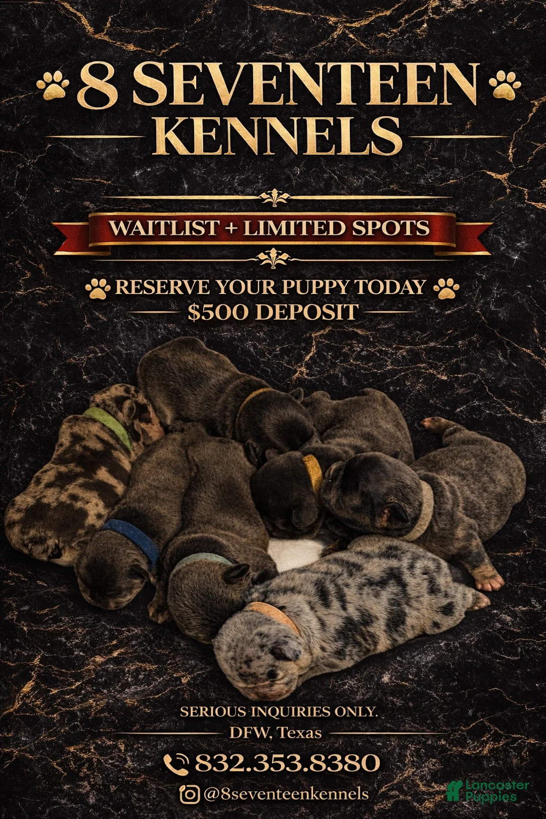 French Bulldog dogs for sale: French Bulldog Puppy 3 - Ad 1