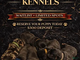 French Bulldog dogs French Bulldog Puppy 3 - Ad 17