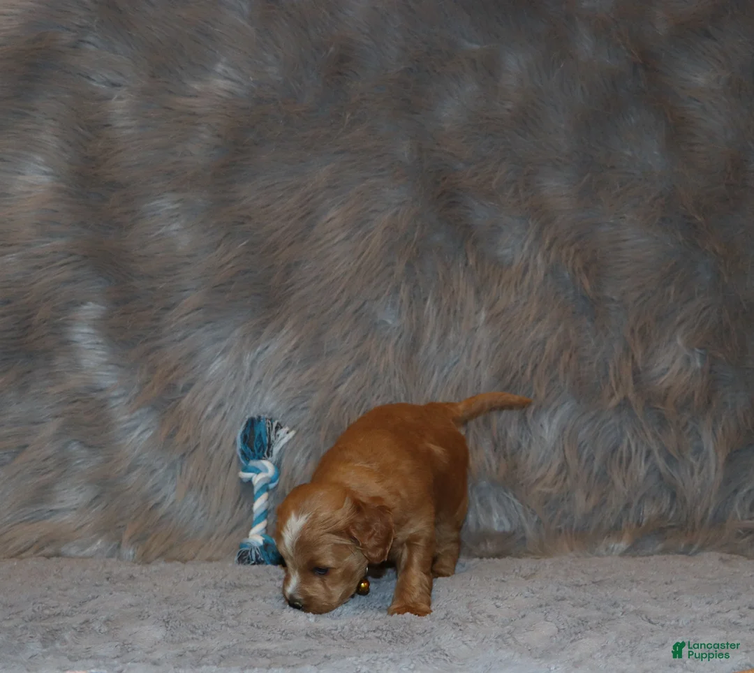 Mini Goldendoodle dogs for sale: Winslow 💙 Genetic Clear Parents - Ad 15