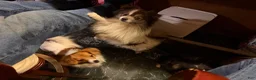 Mixed Breed dogs for sale: Cookie’s Boy #5 - Ad 11
