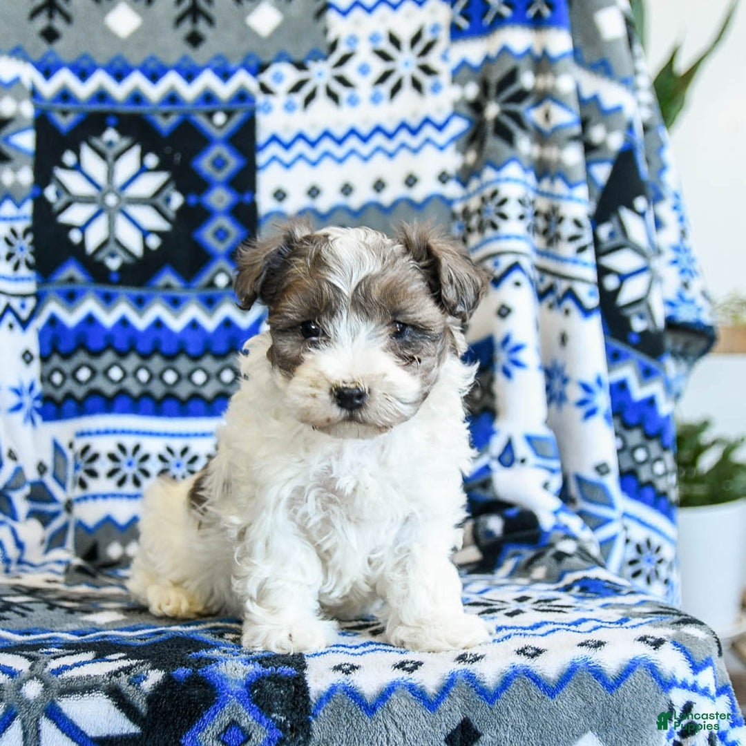 Yorkiepoo dogs for sale: Gingersnap - Ad 2