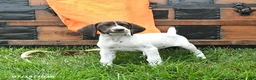 German Shorthaired Pointer dogs for sale: Ruby - Ad 2