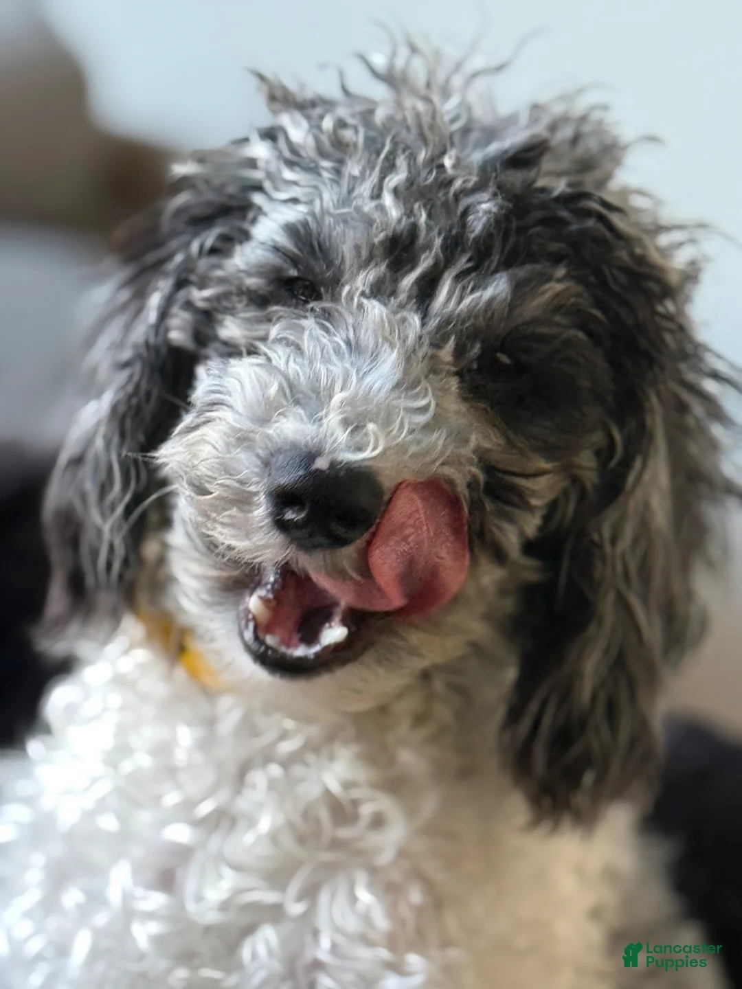 Miniature Poodle dogs for sale: Cash - Ad 2