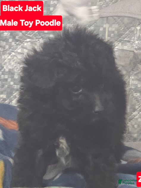 Toy Poodle dogs BlackJack - Ad 2