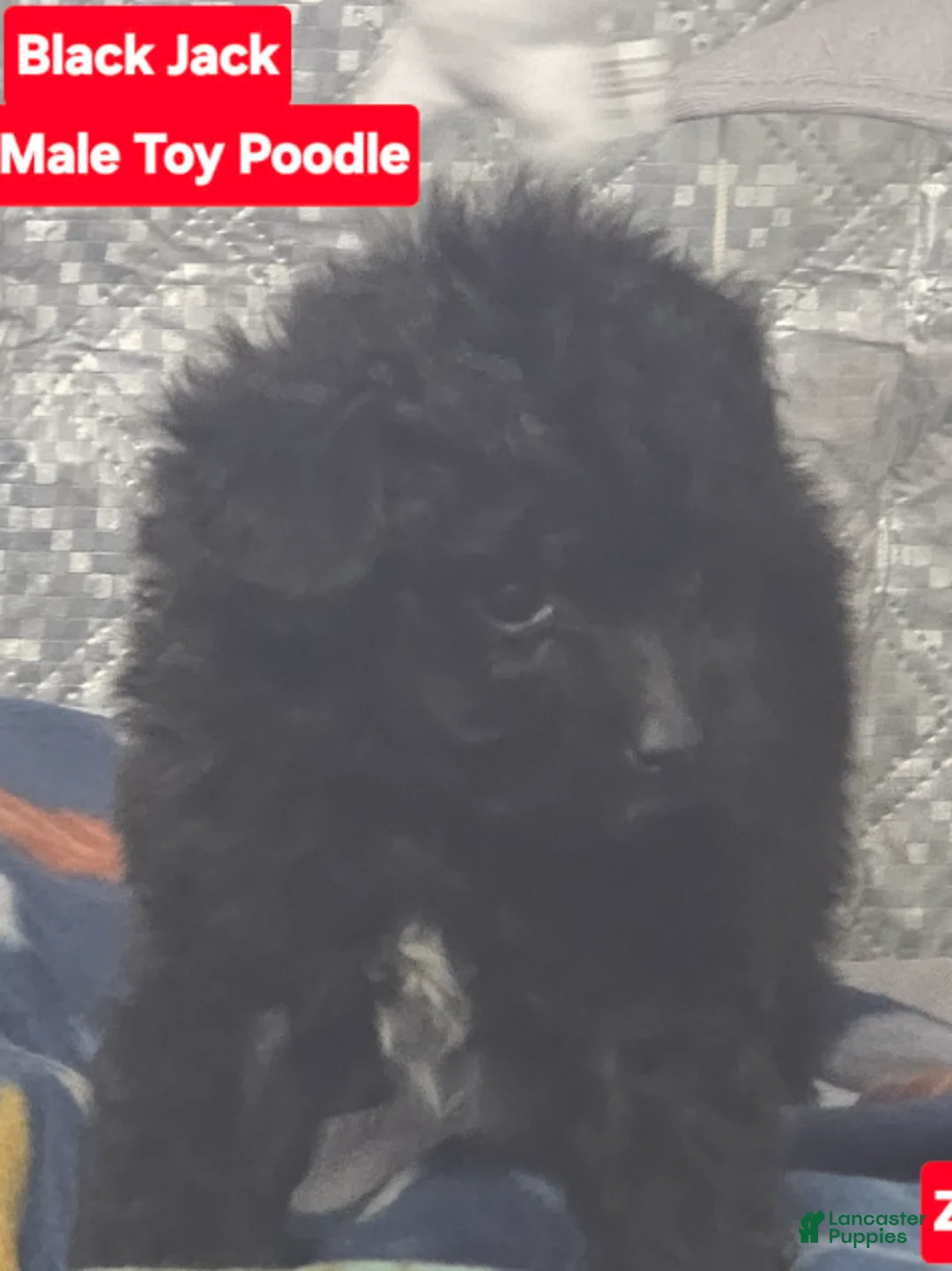 Toy Poodle dogs for sale: BlackJack - Ad 2