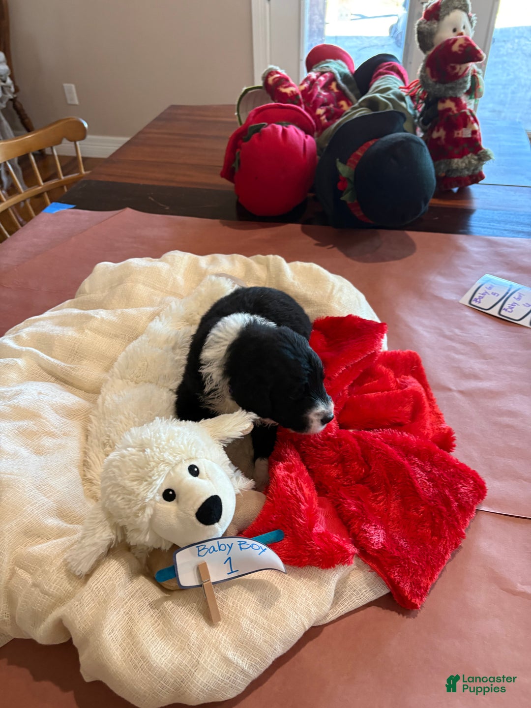 Mixed Breed dogs for sale: Male # 1 English Shepherd Doodle   - Ad 5