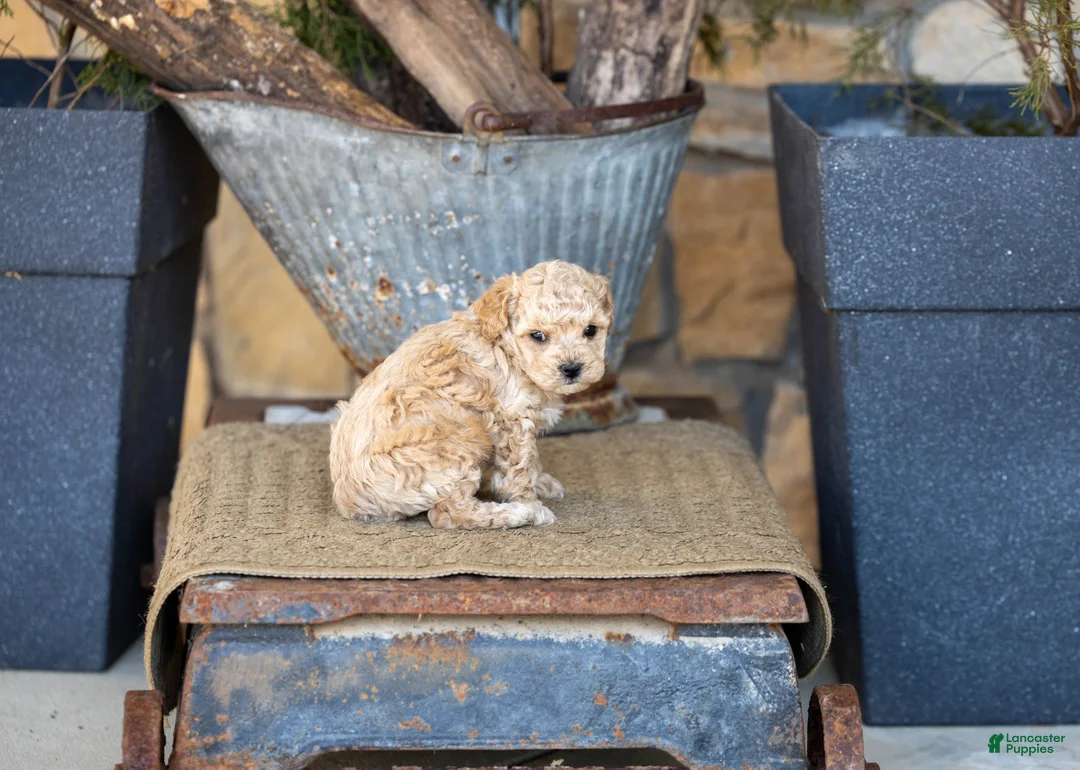 Miniature Poodle dogs for sale: AKC Beau - Ad 4