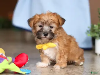 Morkie dogs for sale: Blake - Ad 1