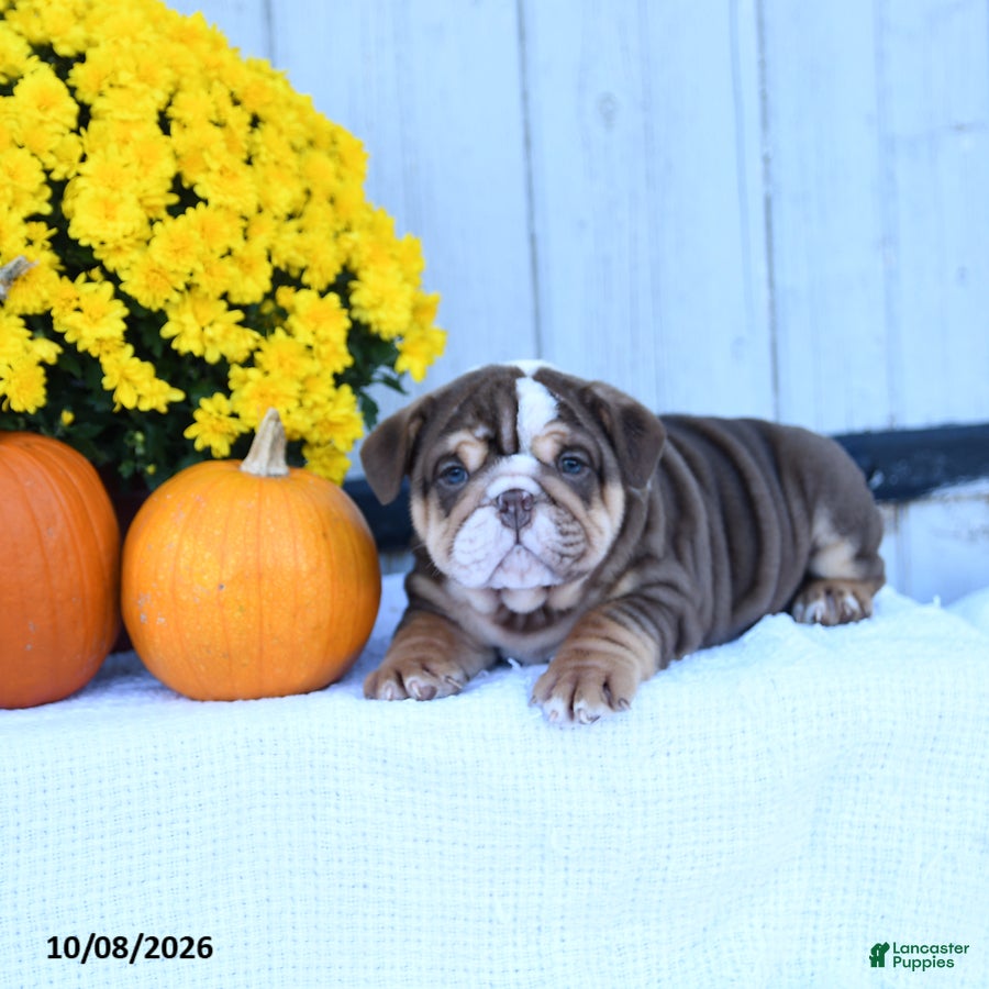 English Bulldog dogs Chip - Ad 2