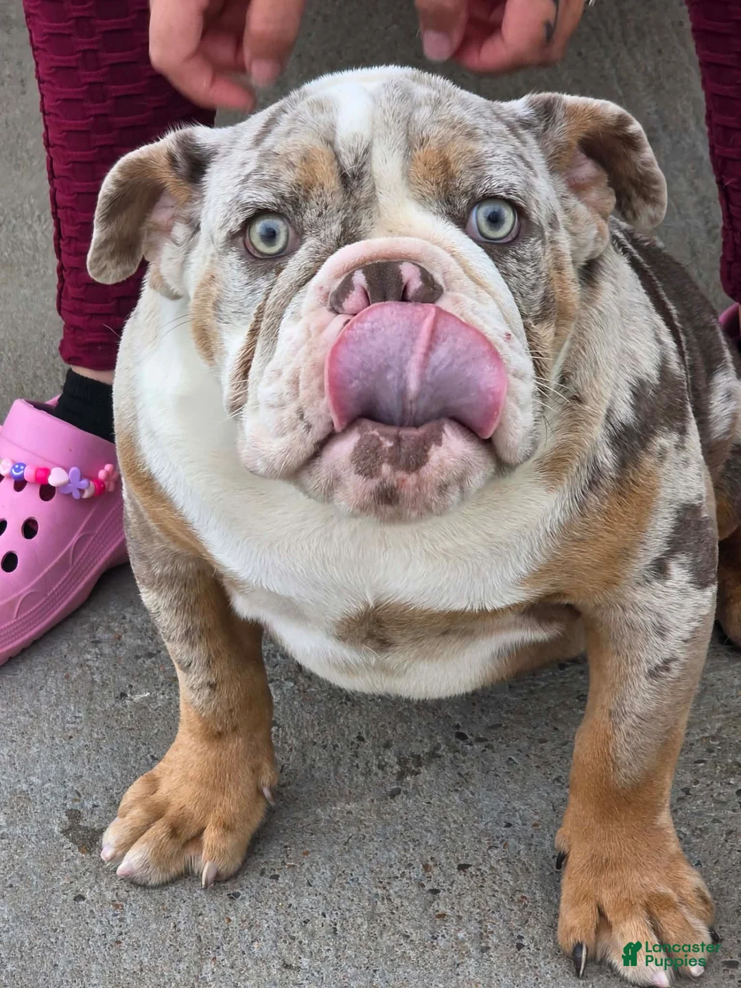English Bulldog dogs for sale: English Bulldog 1 - Ad 1
