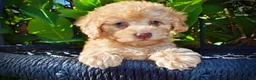 Havapoo dogs for sale: Dr. Pepper - Ad 5