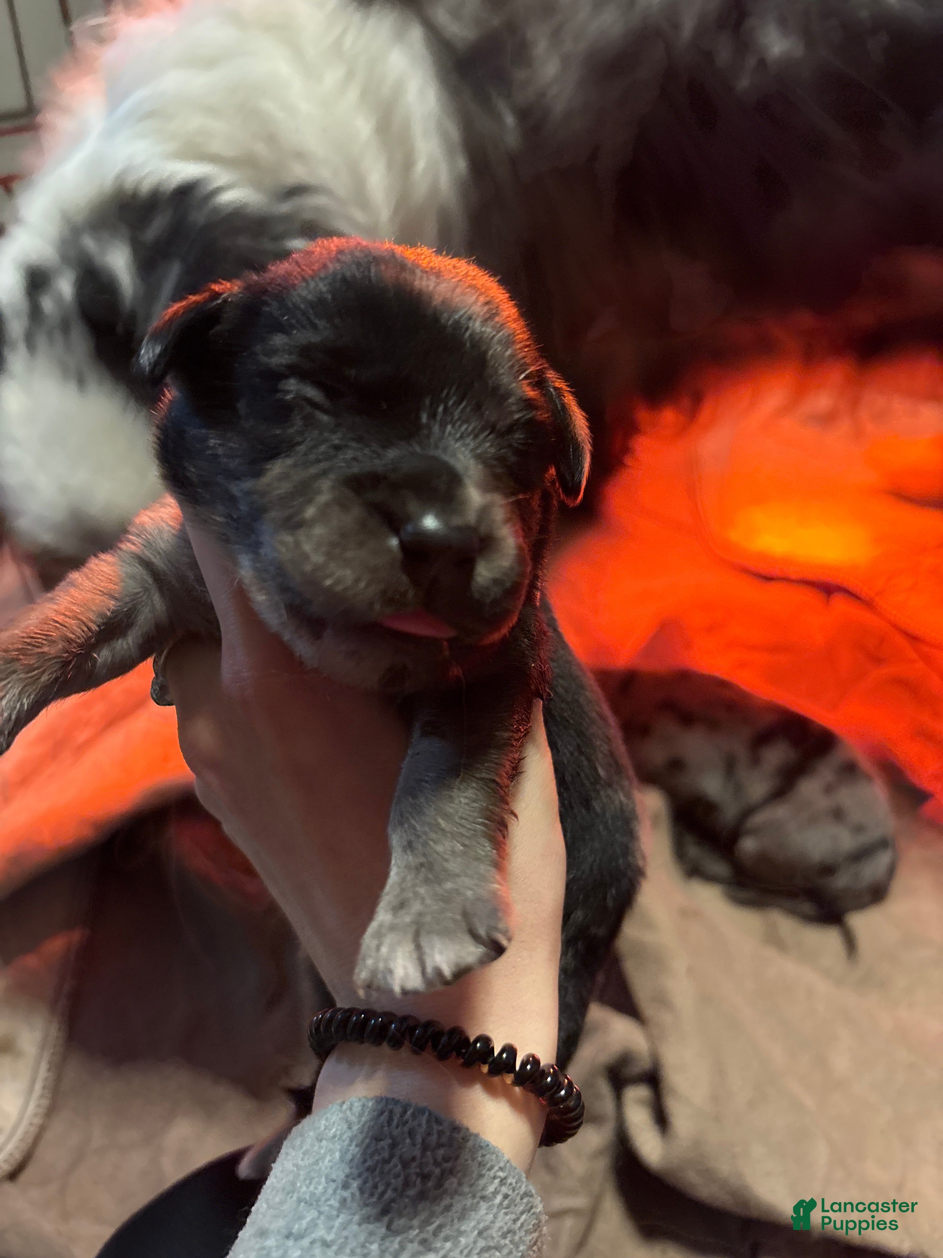 Mixed Breed dogs Mixed Breed Puppy 3 - Ad 17