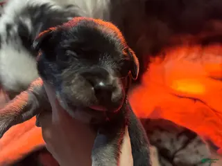 Mixed Breed dogs Mixed Breed Puppy 3 - Ad 17