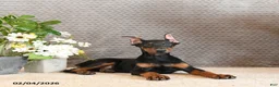 Doberman Pinscher dogs for sale: Zena - Ad 2