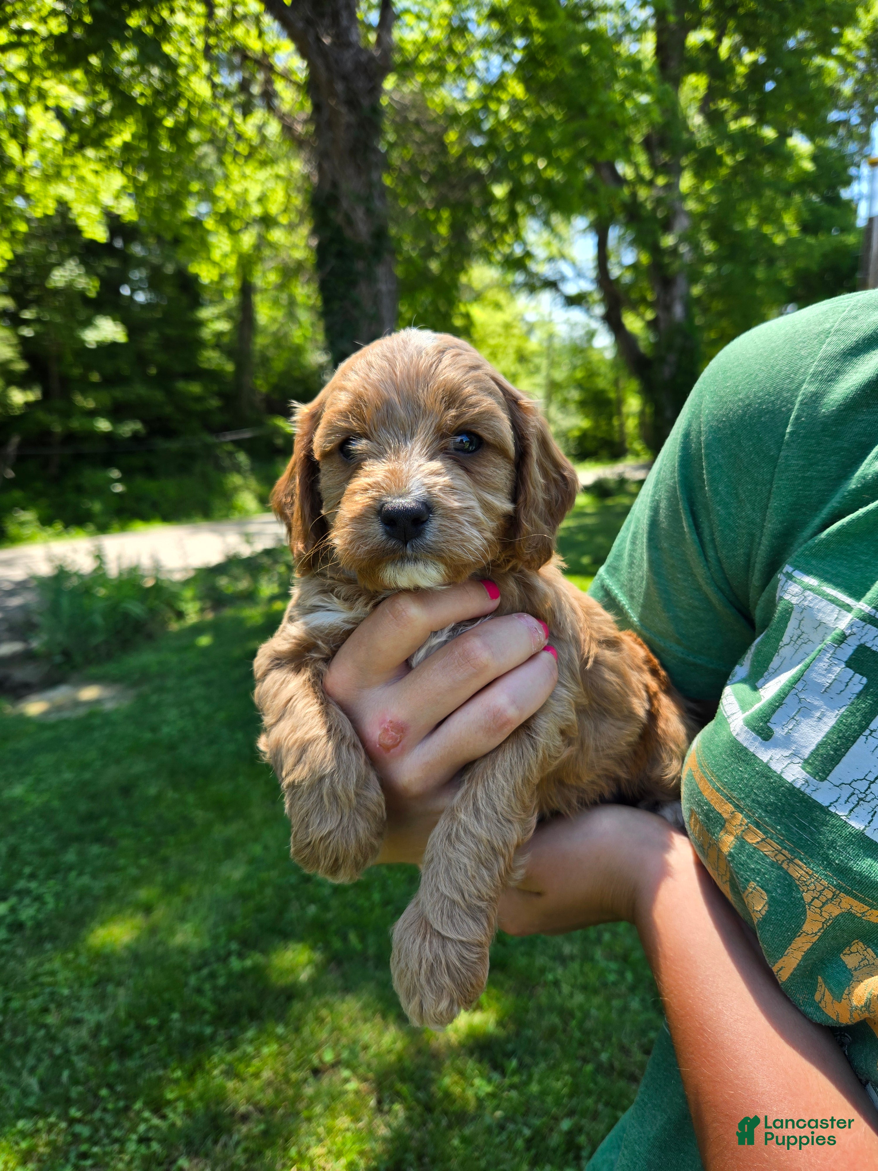 Cavapoo dogs Red - Ad 1