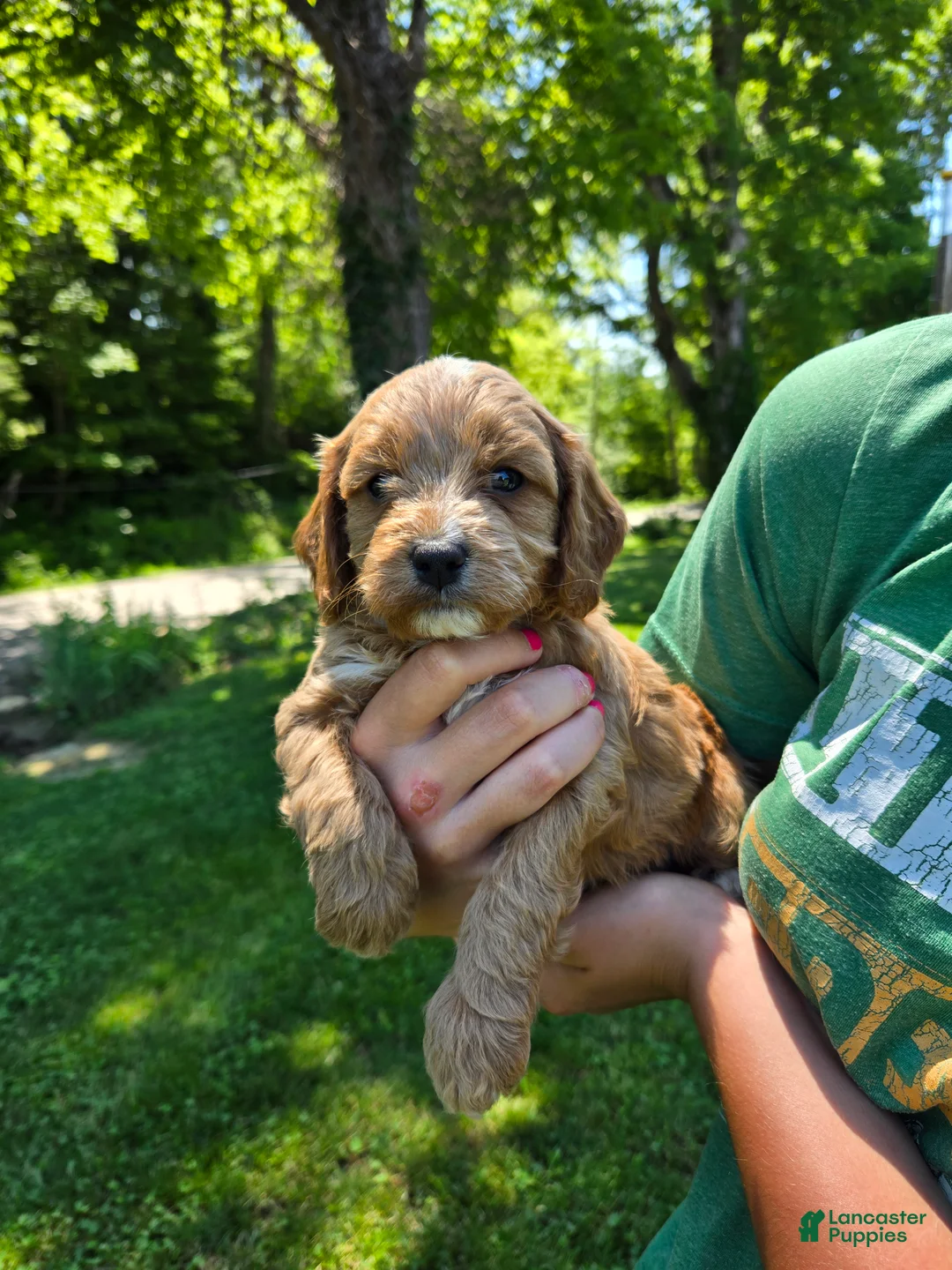 Cavapoo dogs for sale: Red - Ad 1