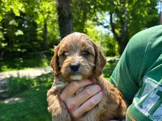 Cavapoo dogs for sale: Red - Ad 2