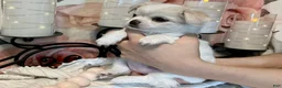 Chihuahua dogs for sale: Luna - Ad 8