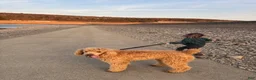 Goldendoodle dogs for sale: Onyx - Ad 4