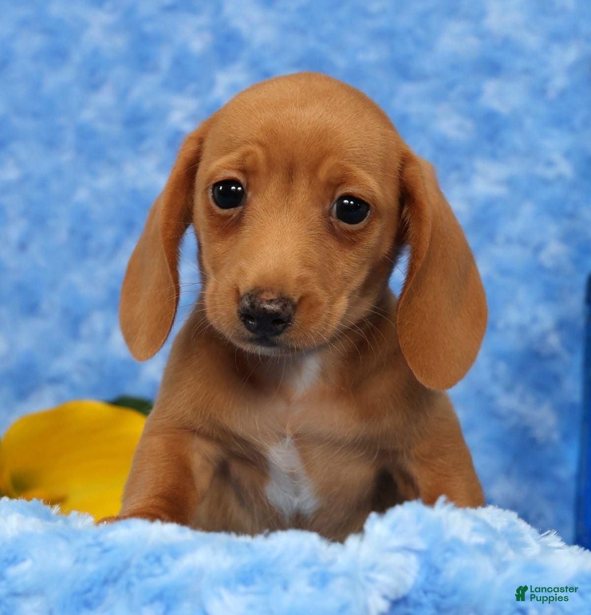 Miniature Dachshund dogs Wilson - Ad 2
