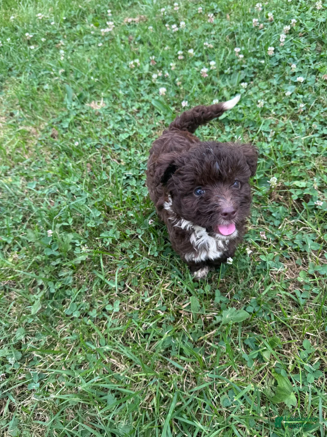 Mini Aussiedoodle dogs for sale: Mini Aussiedoodle Puppy 1 - Ad 1
