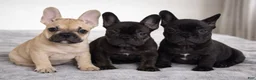 French Bulldog dogs for sale: French Bulldog Puppy 1 - Ad 3
