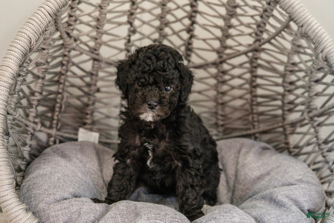 Cockapoo dogs for sale: Willow - Ad 2
