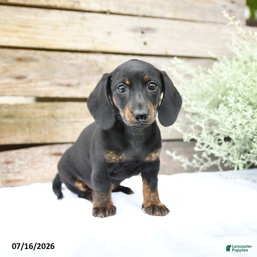 Miniature Dachshund dogs Daisy - Ad 2