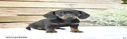 Miniature Dachshund dogs for sale: Daisy - Ad 2