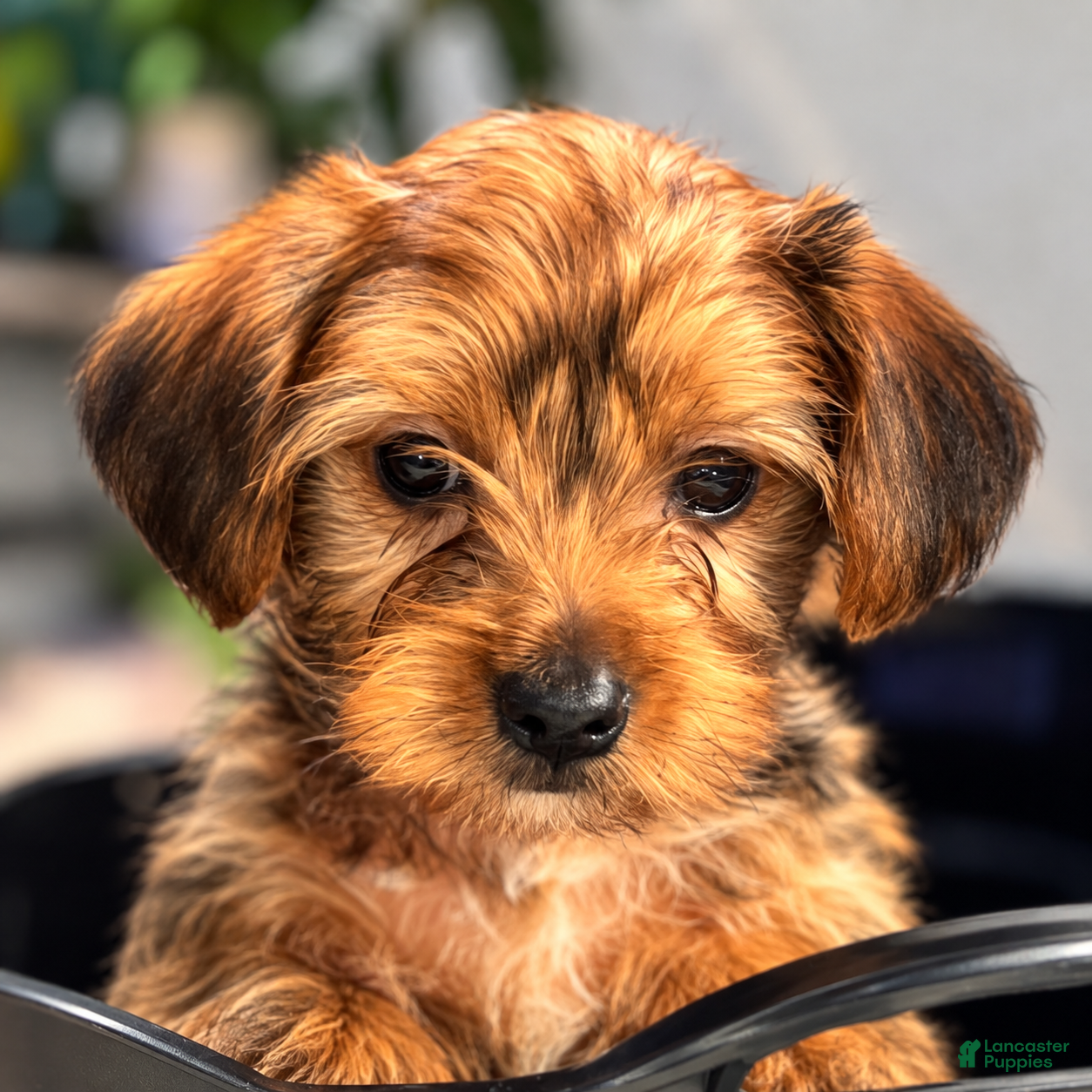 Yorkshire Terrier dogs AJ (blue) - Ad 1