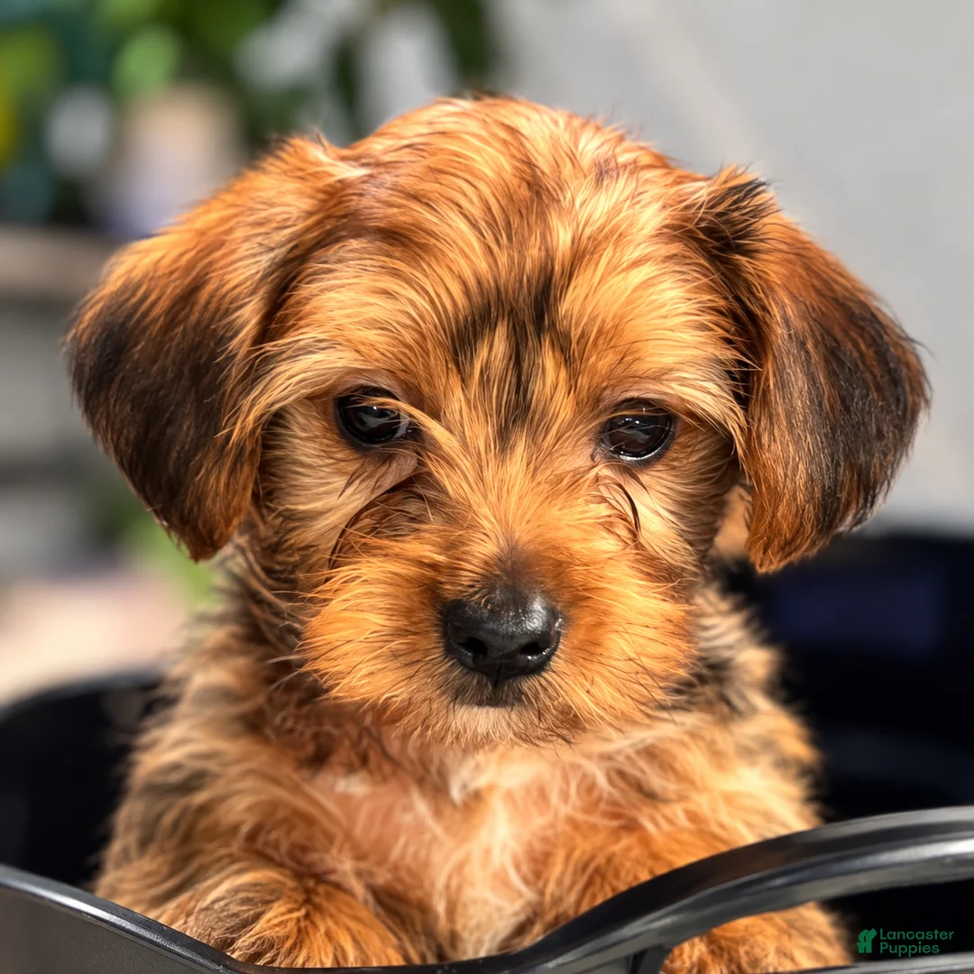 Yorkshire Terrier dogs for sale: AJ (blue) - Ad 1
