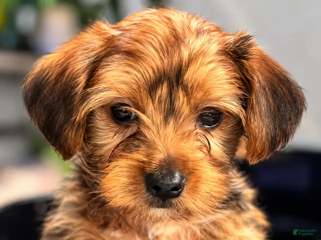 Yorkshire Terrier dogs AJ (blue) - Ad 1