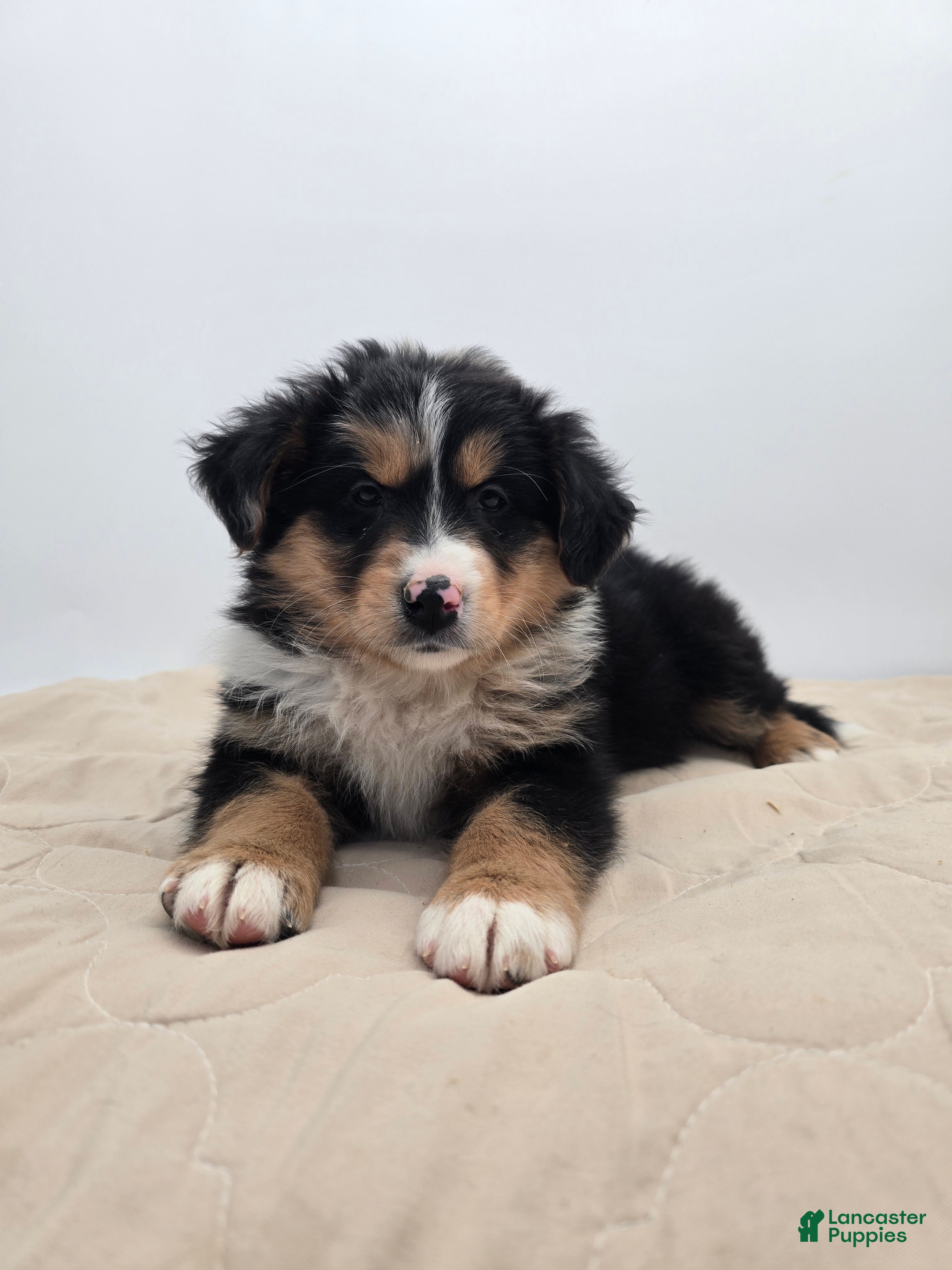 Australian Shepherd dogs for sale: Ranger - Ad 2
