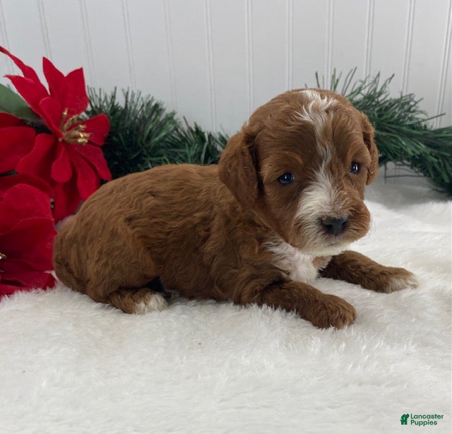 Cavapoo dogs Sawyer - Ad 41