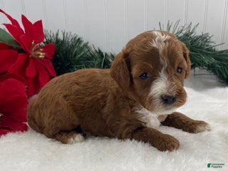 Cavapoo dogs Sawyer - Ad 23