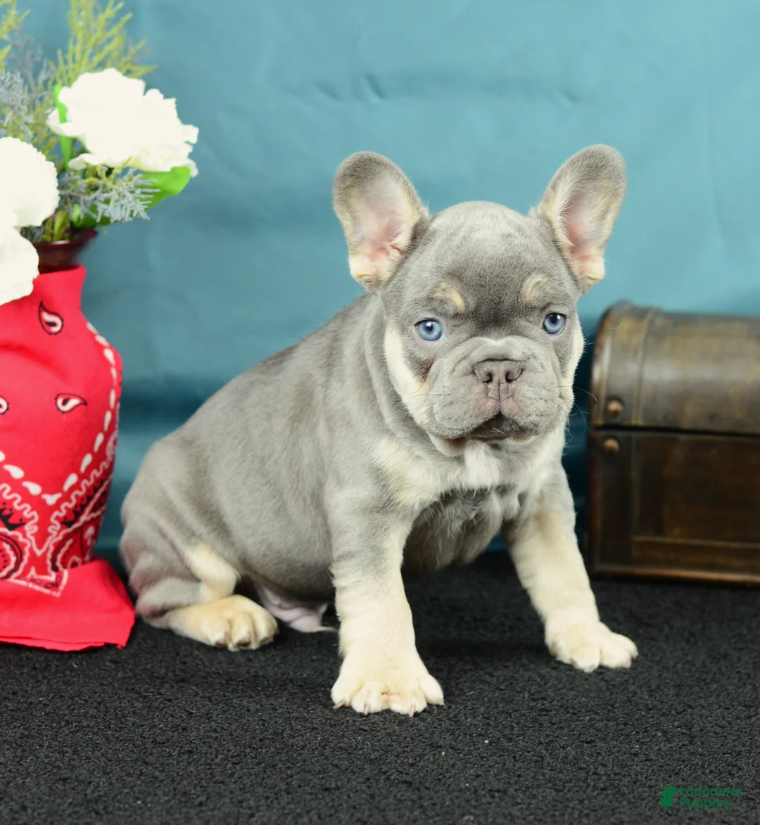 French Bulldog dogs for sale: 919 Jasper - Ad 2