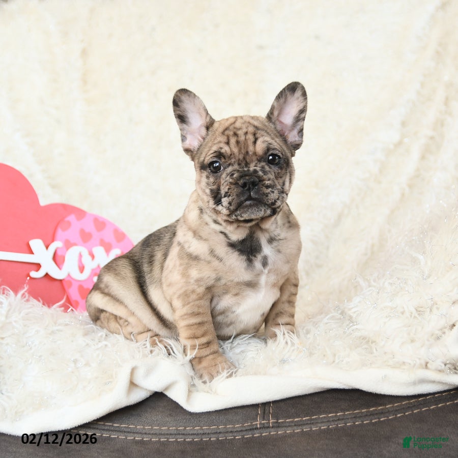 French Bulldog dogs Havana - Ad 6