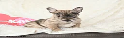 French Bulldog dogs for sale: Havana - Ad 1